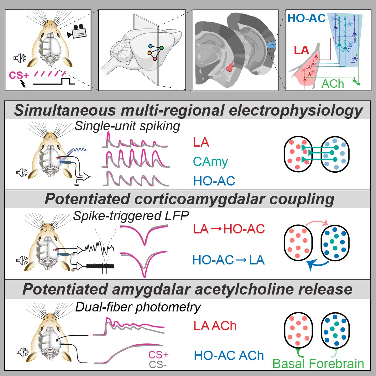 Now out in @CellReports - doi.org/10.1016/j.celr…