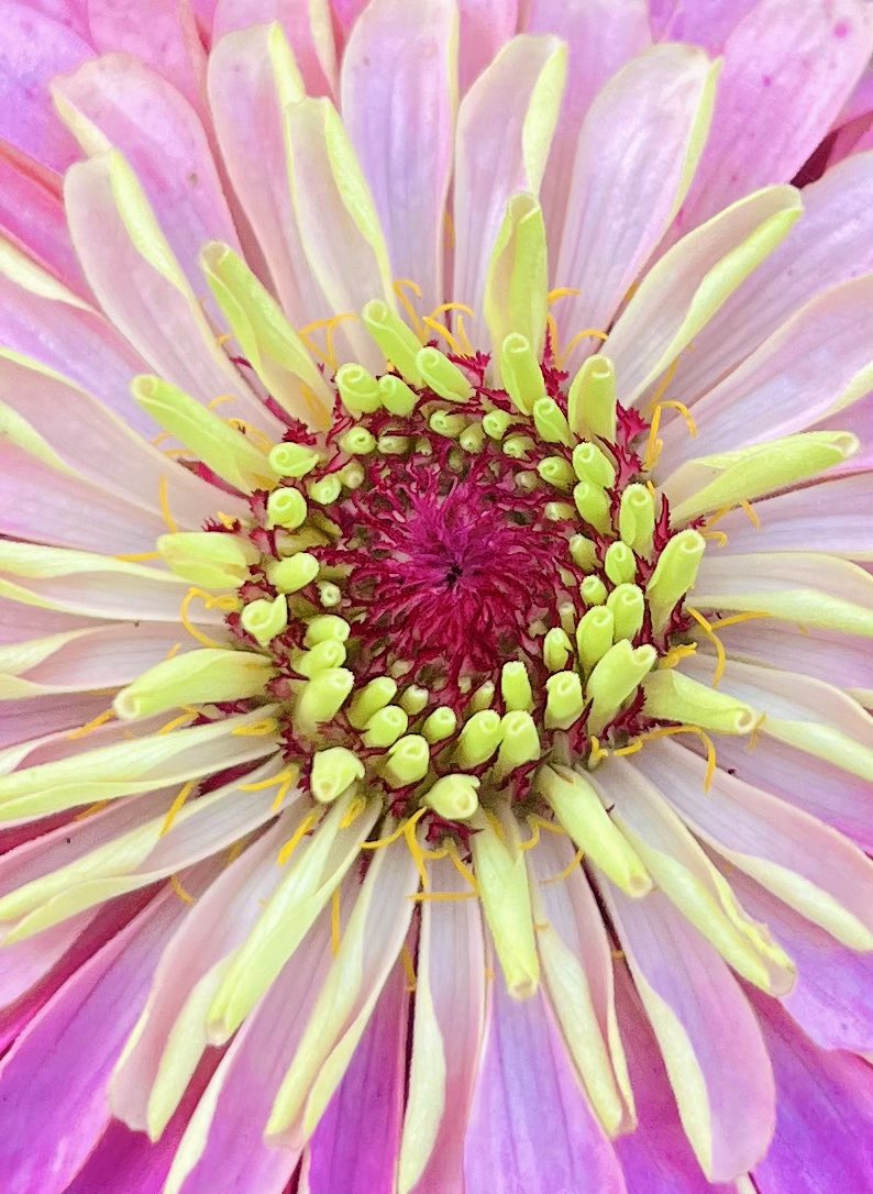 Flower of the Day tweet media