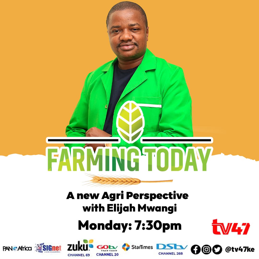 All opportunities in the Agri-space: breakthroughs, market intelligence and modern farming techniques reshaping agricultural landscape will be tackled on  #FarmingToday show. Join and learn fresh perspective on the key issues affecting agriculture today! @ItsElijahMwangi! #TV47