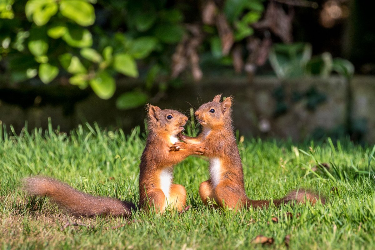 Four for #RedSquirrelAwarenessWeek @WestmorlandReds