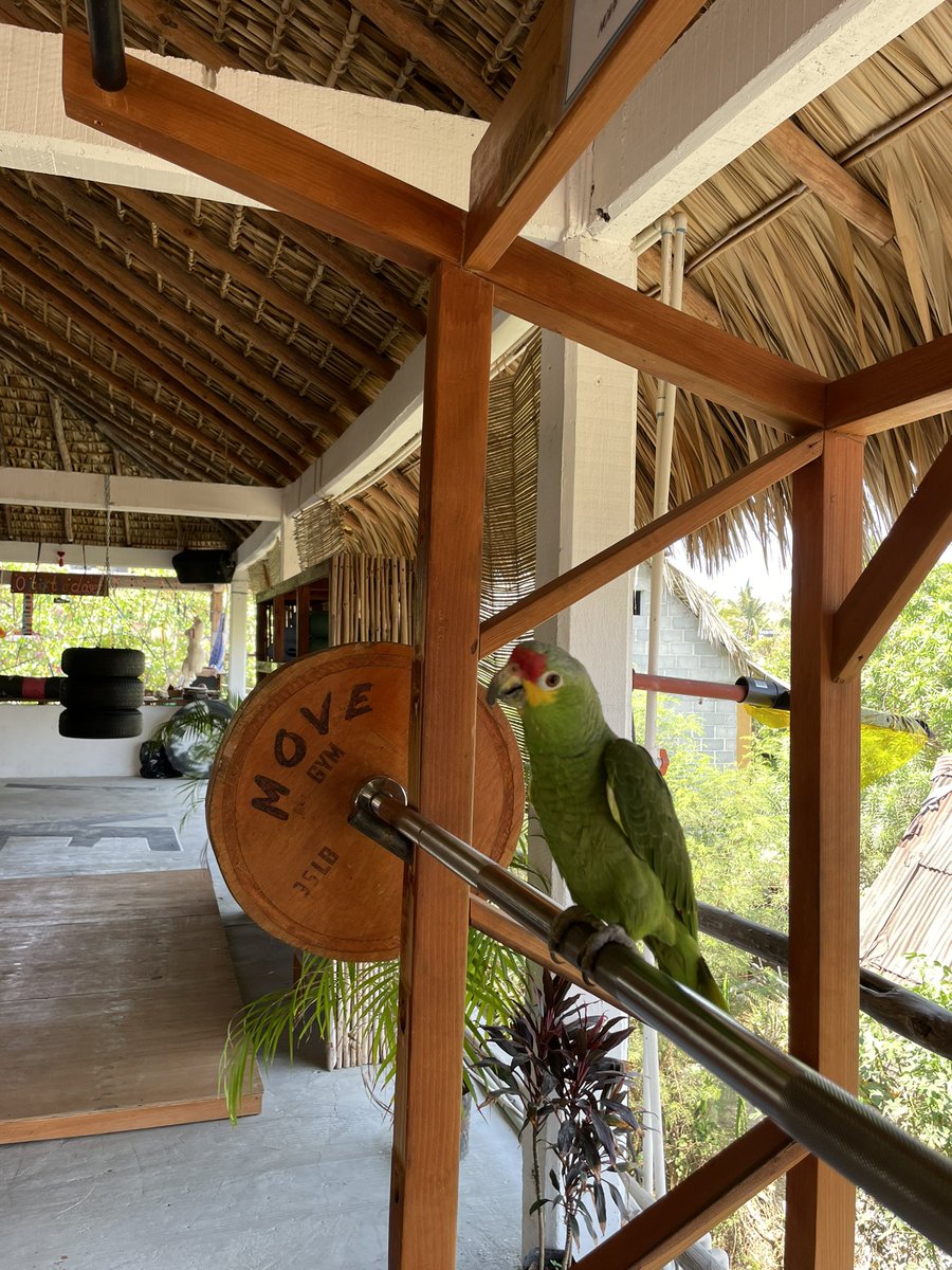 movegymzipolite's tweet photo. Ven y entrena con tu mejor amigo.🐾 

Star guests: Lorenzo♥️ https://t.co/x9363McY04