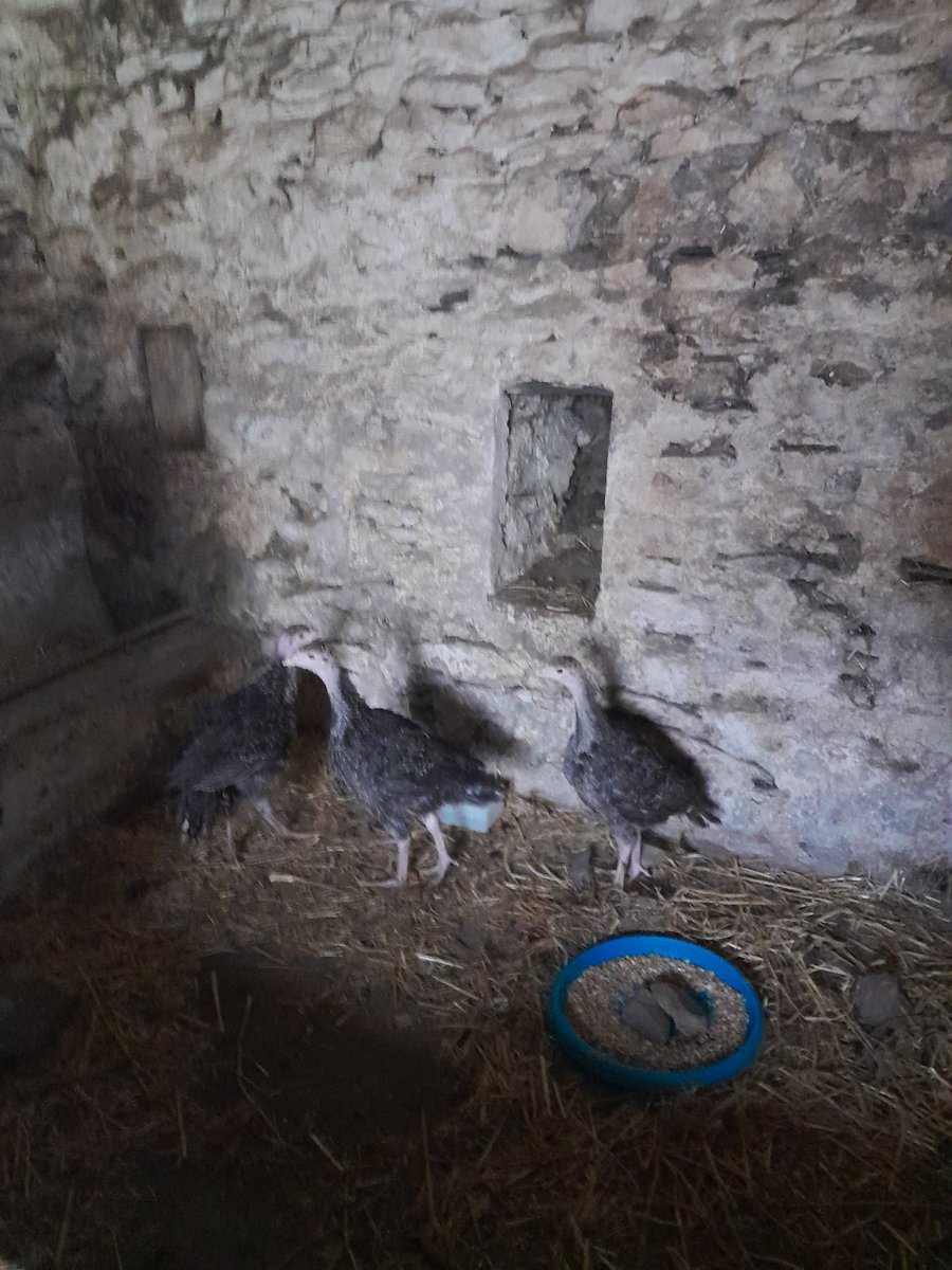 ThreePaddocks's tweet image. Better late than never....

#Christmasisacoming