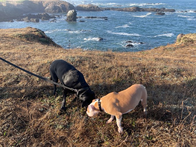 It takes a brothel to find a traumatized rescue dog a foreverhome. My dominatrix friend Minax, my Golden<a href="/tag/feminist"class="tags"><span>#feminist</span></a><a href="/tag/pornstar"class="tags"><span>#pornstar</span></a><a href="/tag/phonesex"class="tags"><span>#phonesex</span></a>