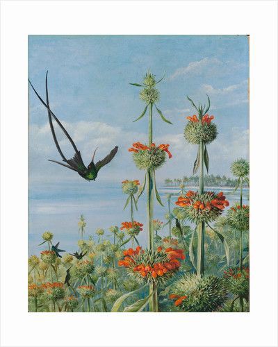 Marianne North 🖌️🎨