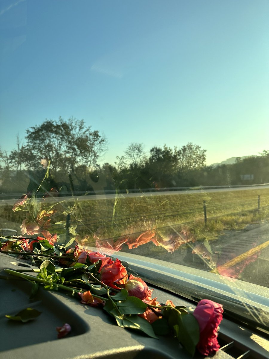 lzbthnicole's tweet photo. before : after 🌹 sunrise. https://t.co/qEXjZyAyZx