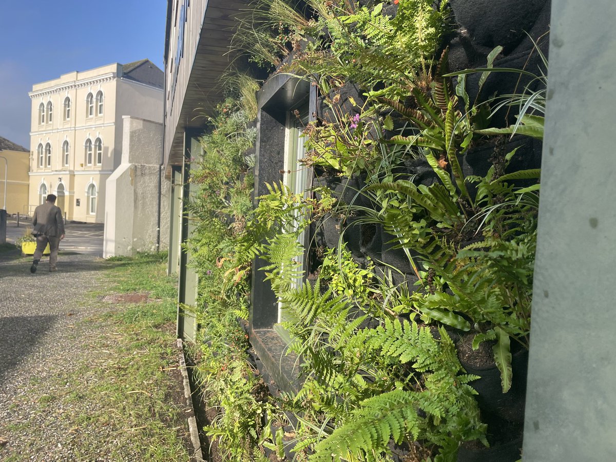 Spiders already making a new home of our very recently replanted #greenwall #livingwall #biodiversity #sustainability at the @PlymUni @EarthSciPlymUni Sustainability Hub