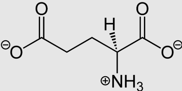 Helios_Movement's tweet photo. I was asked a good question about glutamate so here are a few basic things that you need to be aware of.

First of all, neurotransmitters are molecules that are used in order to send signals from neurons to muscles and glands or between neurons.

This is partly why they can be called the body’s chemical messengers.

They also fall into different groups or types based on the actions they have.

There are:
1. Excitatory
2. Inhibitory
3. Modulatory

This is why when the balance is lost in the excitatory ones for example, we can experience anxiety for example.

An excitatory transmitter promotes the generation of an electrical signal called an action potential in the receiving neuron, while an inhibitory transmitter prevents it.

Also, whether a neurotransmitter is excitatory or inhibitory depends on the receptor it binds to.

So, a neurotransmitter can excite the neuron, inhibit a message or adjust the communication at the synapse.

Now glutamate basically is the “gas” of our central nervous system (90% of synapses have it) and thus the primary excitatory transmitter.

It also greatly affects neuroplasticity which is partly why an excess, can prevent neurogenesis.

Some of its other functions include facilitating protein synthesis, gut motility (which is why one reason for a serotonin excess can be a glutamate excess), stimulating the vagus nerve, regulating glutathione, bone formation, the repairement of muscle tissue and of course supporting cognitive function in general.

Now the problem with glutamate is that in modern society, an excess can be accomplished too easily.

But in order to understand why this is the case, we need to talk about bound and free glutamate first (the same principles as free and bound iron).

Bound glutamate, basically is the natural form of glutamate found in foods which is bound to other amino acids.

This way, a potential toxicity by overconsumption of a food that is very high in glutamate, can be prevented through binding and excretion.

On the other hand, free glutamate isn’t bound to anything and can freely circulate around our systems.

And just as free iron, free glutamate is absorbed by out systems VERY fast.

This is a problem since an excess can cause:
-High blood pressure
-Anxiety
-Overthiking / ADD like symptoms
-Neurodegeneration (by preventing neurogenesis)
-Epilepsy / Seizures
-Insomnia
-Liver issues
-Tinnitus
-Migraines
-Excitotoxicity (the death of neurons through the overactivation of certain receptors (in this case the NDMA and AMPA receptors for example)).

So let’s see how you can prevent this from happening (optimizing GABA as it will be demonstrated in a few pages will also be crucial especially if you are using any type of thyroid hormones).

Number 1: Optimize blood flow (have a thread in the vault about this that i will soon post).

“Blood flow?! What? Why?”.

When blood flow to the brain is restricted or interrupted in general, this can very easily lead glutamate to cause excitotoxicity by activating NDMA and AMPA a lot more.

This is why grounding will also be crucial in order to properly regulate potentially elevated Ca2+.

Number 2: Avoid improper glutamine supplementation.

Now the thing with glutamine supplementation is that it’s an isolated amino acid that contrary to other amino acids such as glycine for example, needs first of all a lot of cofactors and second of all can exhaterbate certain conditions (liver issues for example and even cancer (exhasterbate, not cause)) if the health of the individual is not at a great condition.

After all glutamine is a precursor for a lot of things whose excess can cause health issues with ammonia and glutamate (through the enzyme glutamate synthase) being two of them.

Of course, glutamine is crucial for our overall health and its abstence will create a LOT of health issues.

But supplementing with glutamine for no reason is something that i do not endorse for people who are struggling with issues such as anxiety.

What i propose instead is sticking to sources of glutamine such as quality broths.

Now another thing that might be worth mentioning is that unless you have a VERY good reason to supplement with manganese, you shouldn't since a manganese excess will disrupt the glutamine - glutamate -GABA cycle.

Number 3: Avoid foods that have free form glutamate such as:

1. MSG
2. Monopotassium glutamate
3. Yeasts
4. Soy sauce and soy products in general
5. Wheat gluten
6. Casein
7. Whey
8. Maltodextrin
9. Milk powder
10. Modified food starch
11. Corn starch and corn syrup
12. Barley malt
13. Calcium caseinate
14. Xanthan gum
15. Carrageenan
16. Citric acid

Number 4: Daily usage of stimulants AND fasting by skipping breakfast.

At the beginning of this, we said that glutamate is like the “gas” of our CNS.

So we can’t expect to use stimulants on a daily basis or fill our bodies with stress hormones through daily fasts and not to overexcite certain parts of it.

Also, eating breakfast is once more crucial for lowering excessive glutamate through GABA since chronic stressful states such as the one of fasting result in the downregulation of GABA’s receptor system.

No of course giving up stimulants and fasting by skipping breakfast is something that lots of people won’t do.

Fine. Keep struggling with anxiety.

Number 5: A lack of magnesium and vitamin B6.

A lack of these two nutrients, will lead to a glutamate excess through harming its conversion.

Now most likely, you are (or have recently) supplemented magnesium.

My approach to getting enough magnesium is the following:

1. Do not consume many diuretics.

2. If you can, go and get some spring water because the bioavailability is very high.

3. Do anywhere from 2 epsom salt baths a week. 

This will give lots of magnesium while enhancing recovery and increasing GABA as well.

4. If for whatever reason you can not do epsom salt baths, make sure to first of all, eat something rich in potassium every day (the things i  recommend basically are potatoes, squash and coconut water and then you can use a magnesium glycinate supplement or taurate.

Now how about B6?

This one is crucial but its supplementation very tricky because you can experience pyridoxine toxicity very easily if you supplement for a few weeks.

So i always tend to suggest dietary sources of vitamin B6 such as quality fish, potatoes and beef while making sure to also get enough vitamin B2 in order for the B6 to be converted properly.

Number 6: Not consuming enough bioavailable protein.

Consuming 1.8 pounds of bioavailable protein per pound of bodyweight which is shown to reduce serum glutamate.

If it’s not clear, bioavailable protein means foods that have a complete amino acid and nutrient profile.

The most bioavailable protein sources are : eggs, quality dairy milk, quality sea food and of course, meat.

Number 7: Pay attention to GABA

Obviously in order to optimize GABA we need to make sure that we have enough nutrients that help synthesize GABA in the first place.

These are: Thiamine, vitamin C, vitamin D (you NEED sunlight if you want high levels of GABA), vitamin A, copper, zinc, magnesium, taurine and vitamin E.

Then you can achieve a short term boost through:

1)Passion flower

2)Lemon balm

3)Chamomile tea

4) Taurine

Grounding and breathing techniques such as wim hof breathing first thing in the morning will also be beneficial since it has been shown to increase the activity of the parasympathetic nervous system.

These were some basic things about glutamate for the people who didn't even perhaps know what it was until now.

If you learned something from it, leave a like.