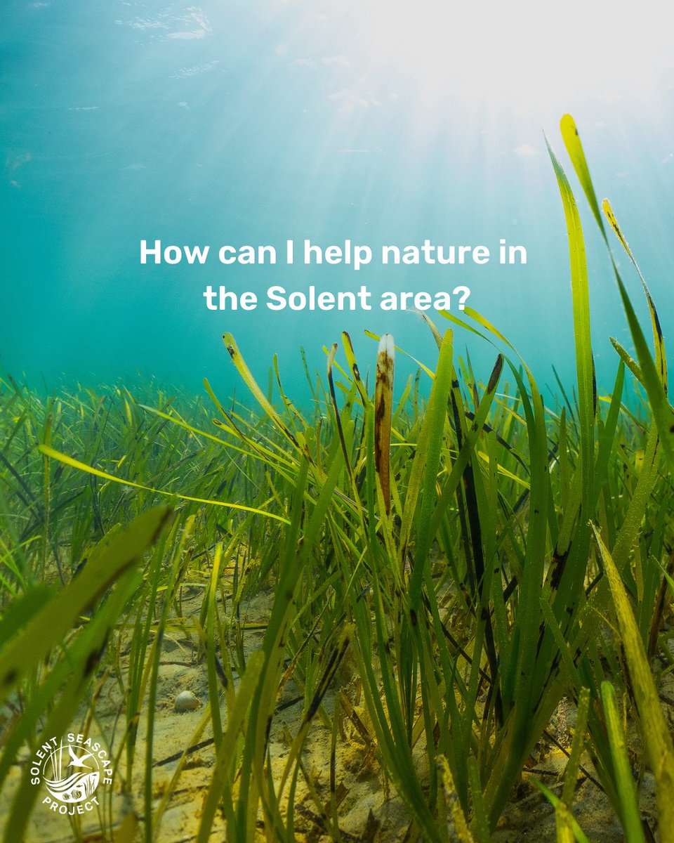 This #WorldHabitatDay, we are celebrating the Solent’s vibrant habitats, from salt marsh to seagrass.

Last week’s #StateOfNatureReport highlighted the importance of ecosystem wide restoration and our project as a leading UK example. Follow us to find out how to get involved!👀