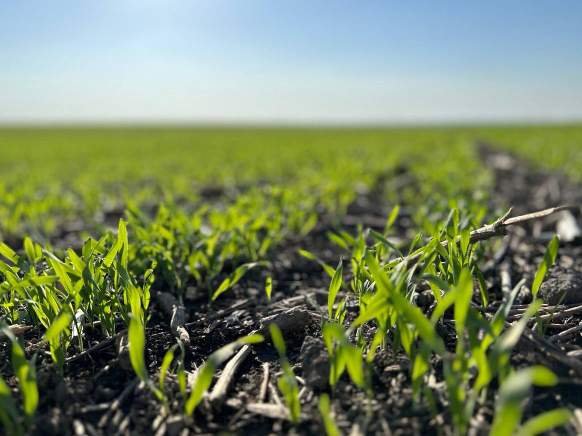 Майбутній урожай 🌾