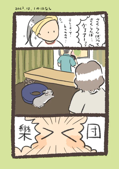 たまにめっちゃテレビ観てる

#うさぎのいる生活 