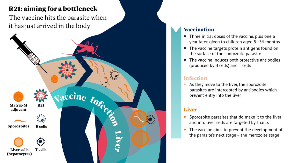 EXPLAINED: The science behind Oxford's malaria vaccine ⬇️

#OxfordVaccine