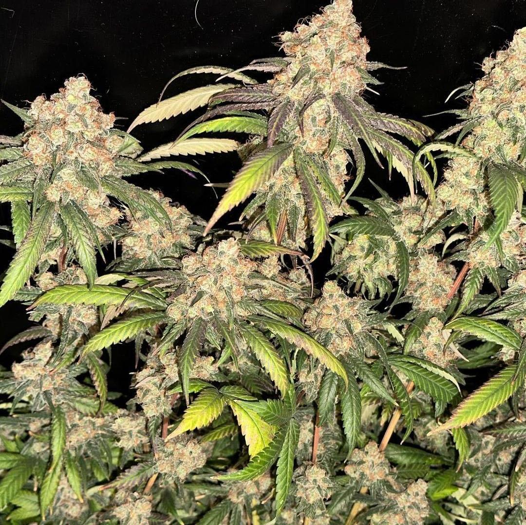 BombSeeds's tweet photo. Bubble Bomb 🫧 💣

Beautiful pics taken just before she was given the chop ✂️

📸 the_green_team_2020

#bombseeds #bubblebomb #dropseedsnotbombs #bubblegum #thcbomb https://t.co/HCWWOh53Y0