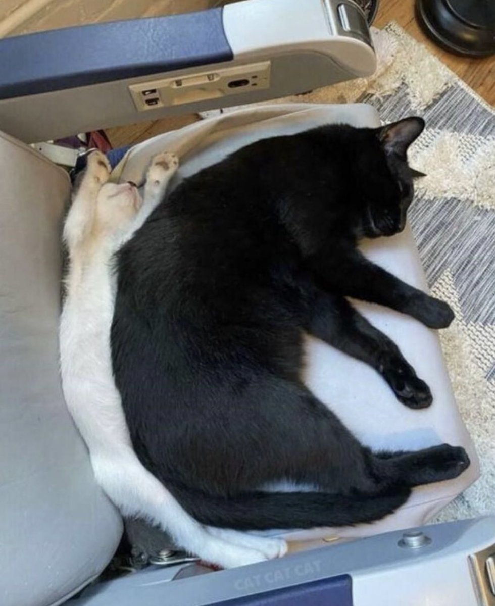 GorditoGatito2's tweet photo. el eclipse solar casi se completó https://t.co/EqkkIikmsA