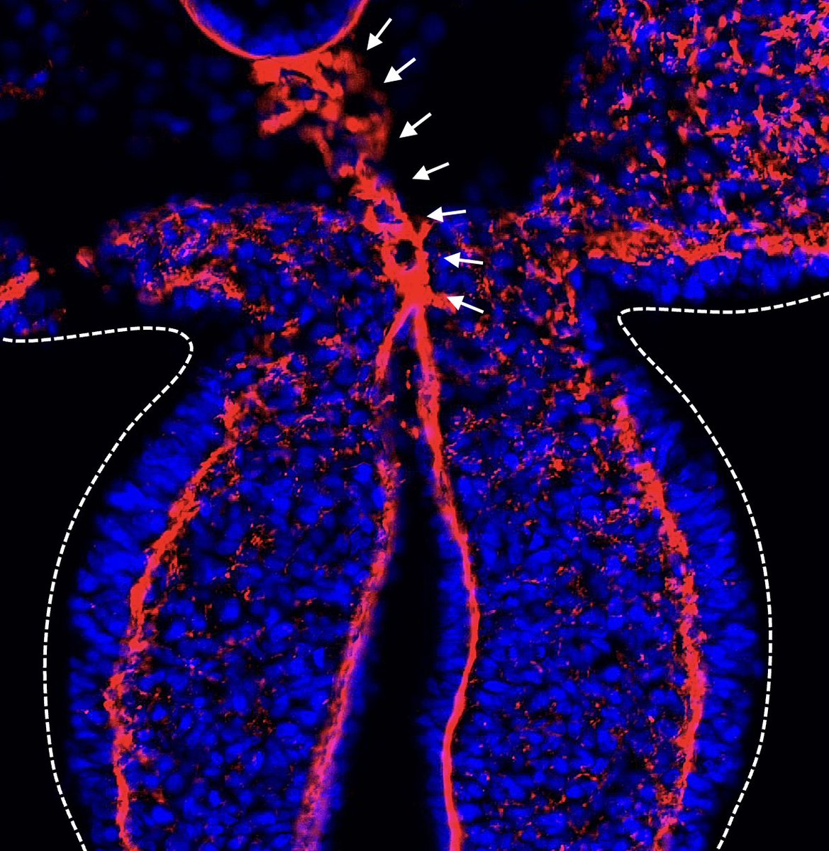 KurpiosLab tweet media