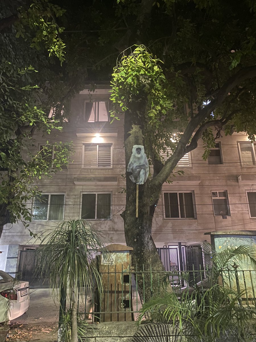 Languraber i pap skræmmer de små skrig-aber væk