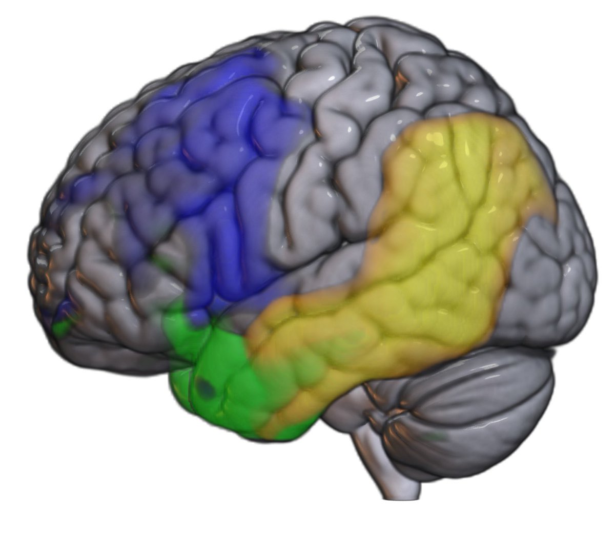 📢 Buscamos especialista en #Neurología para unirse a la Unidad de Neurologia Cognitiva y Demencias. Actividad asistencial, guardias e investigación. Para más información, contactar por DM.  <a href="/iNeuroClinico/">iNeuroClinico</a>
