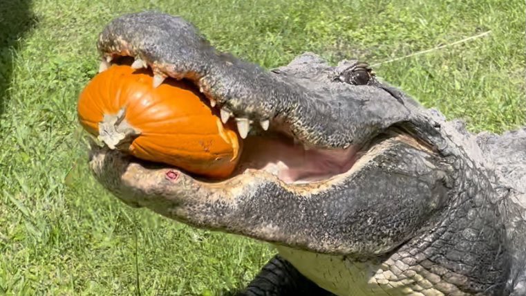 GatorsDaily's tweet photo. ITS PUMPKIN SEASON https://t.co/FpfS8l6125