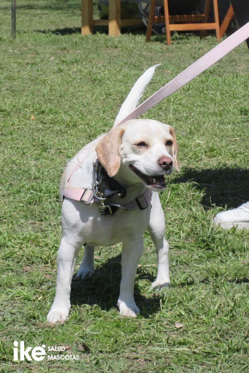 ike_argentina's tweet photo. Queremos que nuestras mascotas estén sanas y felices, y por eso compartimos nuestra experiencia y conocimiento con todos los que se acercaron a nuestro stand. 💚 https://t.co/TiFLsvmNgw