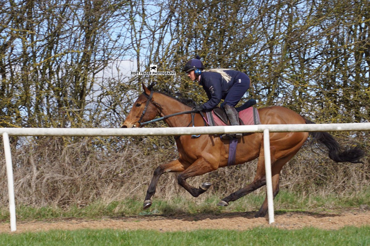 The focus turns to Big Muddy and the team at @NewstartRacing tomorrow, @FMcmanoman takes the ride. They venture down to @WolvesRaces where Suzzanne holds an impressive stat of 83% of her runners at the track have finished inside the top 3. Good luck to the team!🩵🖤🩵