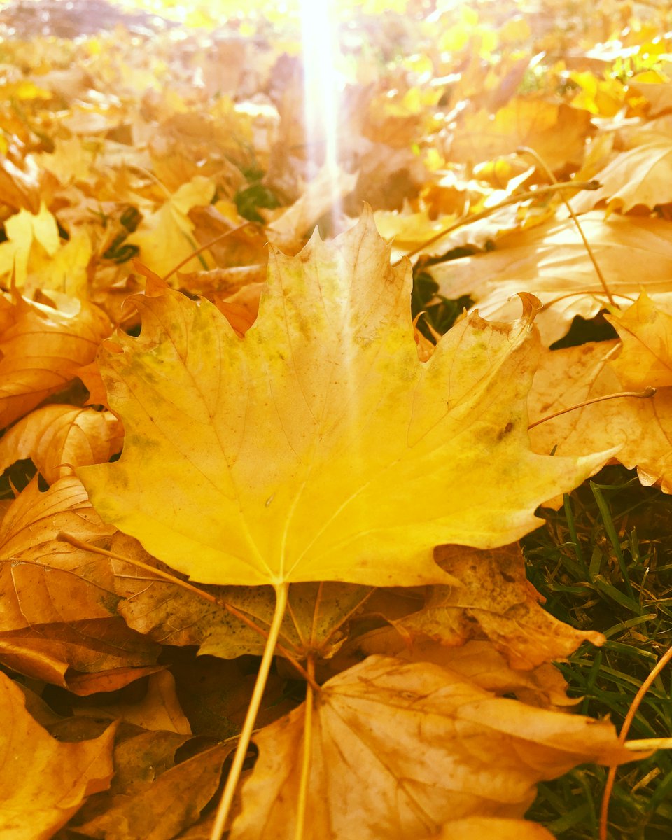 The 5 Best Places To See Fall Colours in Mississauga:

modernmississauga.com/main/2023/10/2…