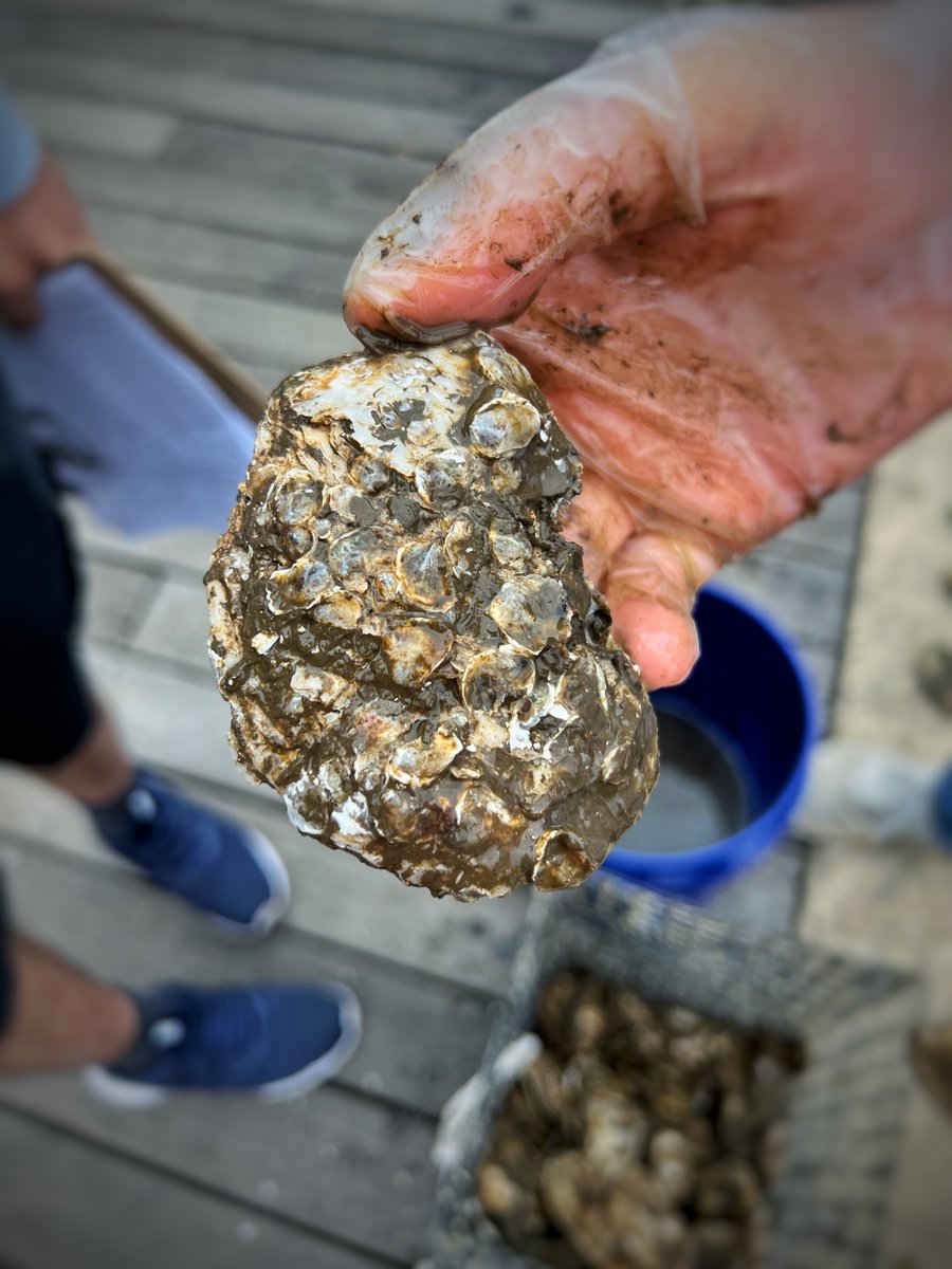 Did you know the #oyster shells we plant in the Baltimore Harbor are recycled from local restaurants? Baby oysters (aka Spat) love to grow on old oyster shells to create reefs. #OysterFacts #ChesapeakeBay