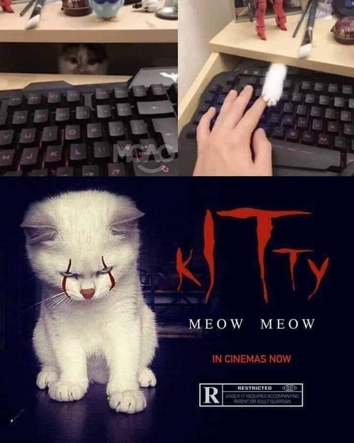 Cinetrafic's tweet photo. Les chats n'oublient jamais #Halloween.

Bon, quelles sont les meilleures adaptations de #StephenKing à se revoir avant la fête du 31 ?
https://t.co/7LvBPlzhmW

(Source : 9 GAG) https://t.co/mIi5fjuF0V