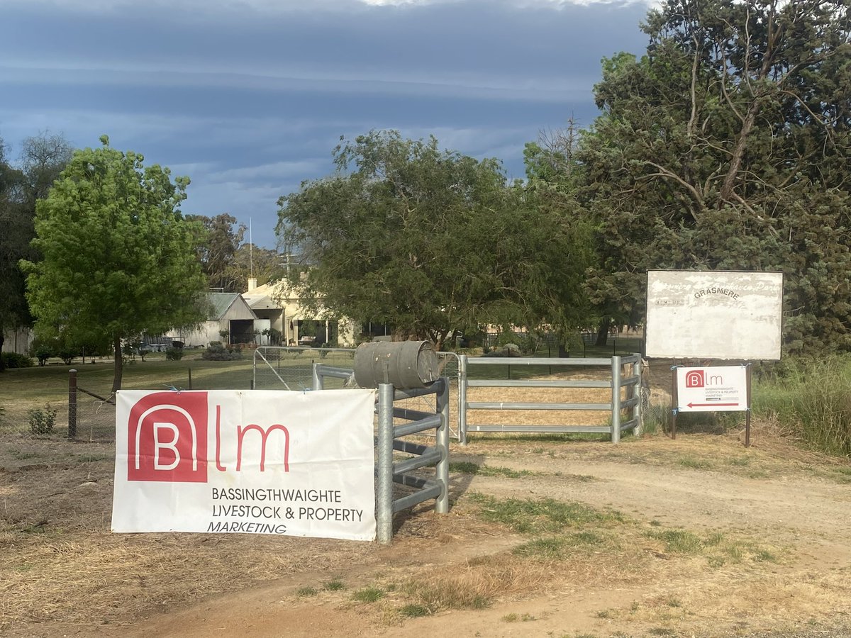 Grasmere Ram Sale today -2pm - inspections from 11am Adam Randall Grasmere Poll Merino Stud Lachlan Bassingthwaighte