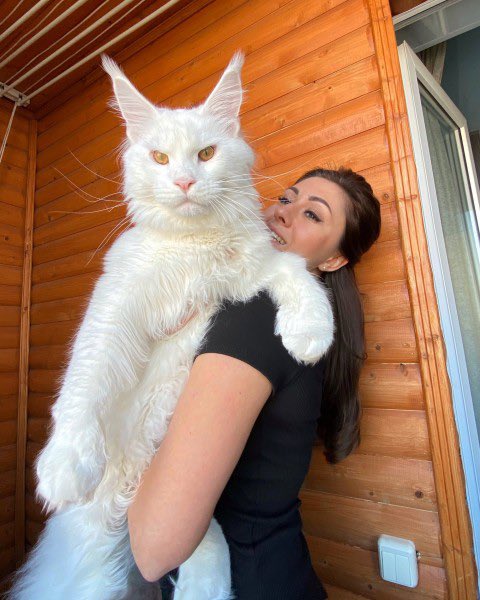 Youridefou's tweet photo. Voici Kefir. À moins de 2 ans, ce chat de la race Maine Coon, pèse plus de 12 kilos et est en passe de devenir le plus grand chat domestique du monde. https://t.co/1zy81rmnKc