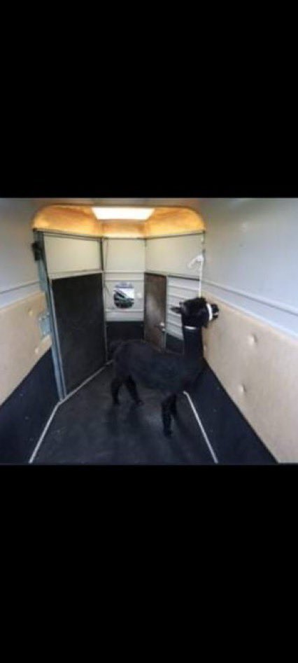 alpacapower's tweet photo. @ConservativeAWF @DefraGovUK @pow_rebecca Key welfare measures like Defra vets torturing a healthy alpaca to death? #Geronimo
Plenty more sentient animals being killed due to flawed policies & dishonest science #unethical #abuse #UninformedConsent #Cruelty #PublicInquiry https://t.co/jHCV56hx2f