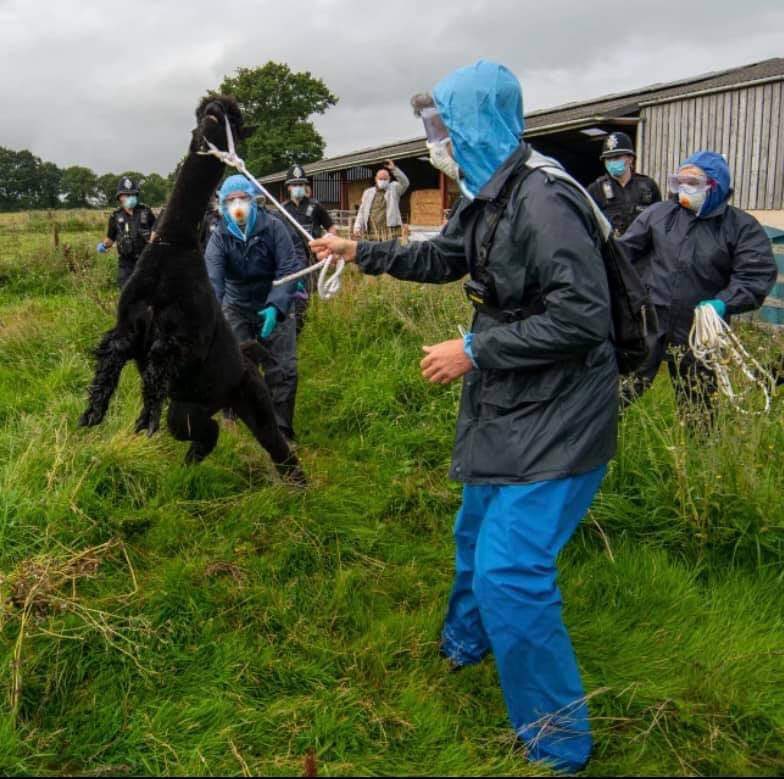 alpacapower's tweet photo. @ConservativeAWF @DefraGovUK @pow_rebecca Key welfare measures like Defra vets torturing a healthy alpaca to death? #Geronimo
Plenty more sentient animals being killed due to flawed policies & dishonest science #unethical #abuse #UninformedConsent #Cruelty #PublicInquiry https://t.co/jHCV56hx2f