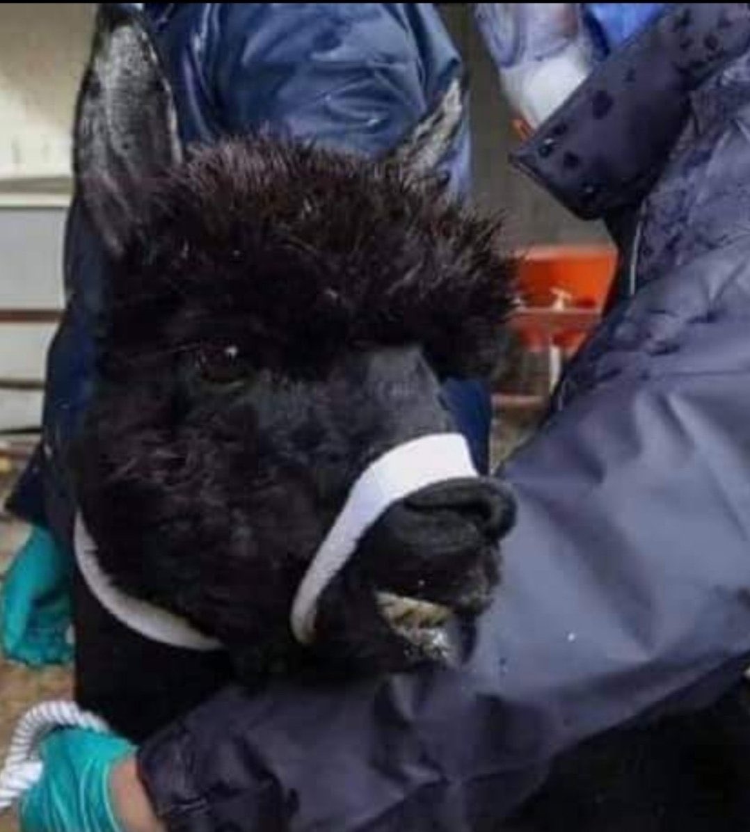 alpacapower's tweet photo. @ConservativeAWF @DefraGovUK @pow_rebecca Key welfare measures like Defra vets torturing a healthy alpaca to death? #Geronimo
Plenty more sentient animals being killed due to flawed policies & dishonest science #unethical #abuse #UninformedConsent #Cruelty #PublicInquiry https://t.co/jHCV56hx2f