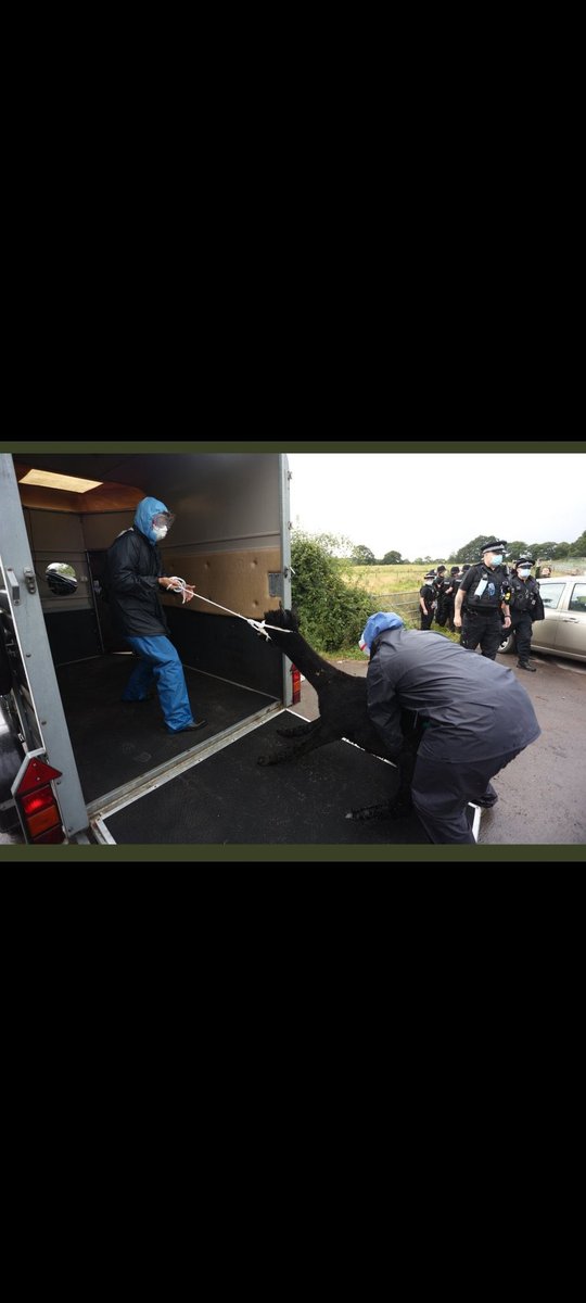 alpacapower's tweet photo. @ConservativeAWF @DefraGovUK @pow_rebecca Key welfare measures like Defra vets torturing a healthy alpaca to death? #Geronimo
Plenty more sentient animals being killed due to flawed policies & dishonest science #unethical #abuse #UninformedConsent #Cruelty #PublicInquiry https://t.co/jHCV56hx2f