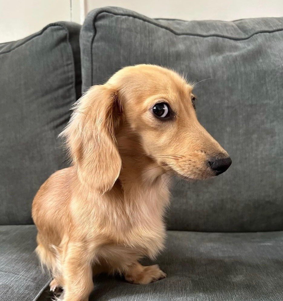 dog_rates's tweet photo. This is Lily. She just saw you eat a hot dog. Can't help but wonder what else your hunger may drive you to do. 13/10 https://t.co/VVJIOpIxhz