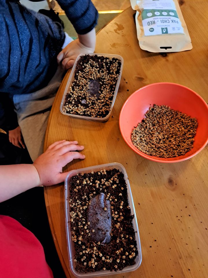 GarddEnfys's tweet photo. Great session Gardd Enfys with Fun At The Flair this afternoon, making our microgreens spooky graves, Halloween pictures and playdough pumpkins, spiders @RHSSchools @RHSbloom @TechTyfu #Halloween #microgreens #MicroGreensMagic #autumnvibes @SowSeedsLtd https://t.co/NKBRYZraMS