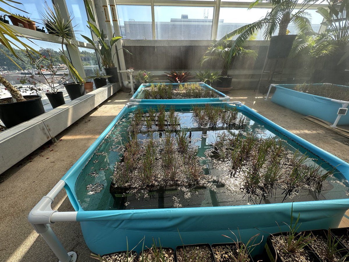 For the Course-Based Undergraduate Research Experience (CURE) in the class I’m coordinating we’re simulating hurricane flooding and storm surges that occur in the longleaf pine savanna. Today we inundated Little Bluestem with freshwater and saltwater and we’ll see how they fare!