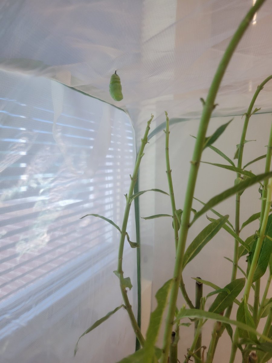 Amanda Dickson tweet media