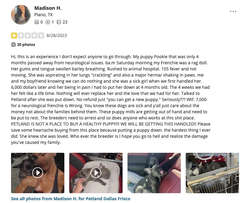 Tomorrow is the pretrial hearing for Petland Frisco as they continue to fight Frisco Animal Services on the 7 citations for the some 20 sick puppies in their care back in Feb. 2023. Meanwhile, puppies are still dying. 
#friscotx #collincountytx #endpuppymills #friscopets