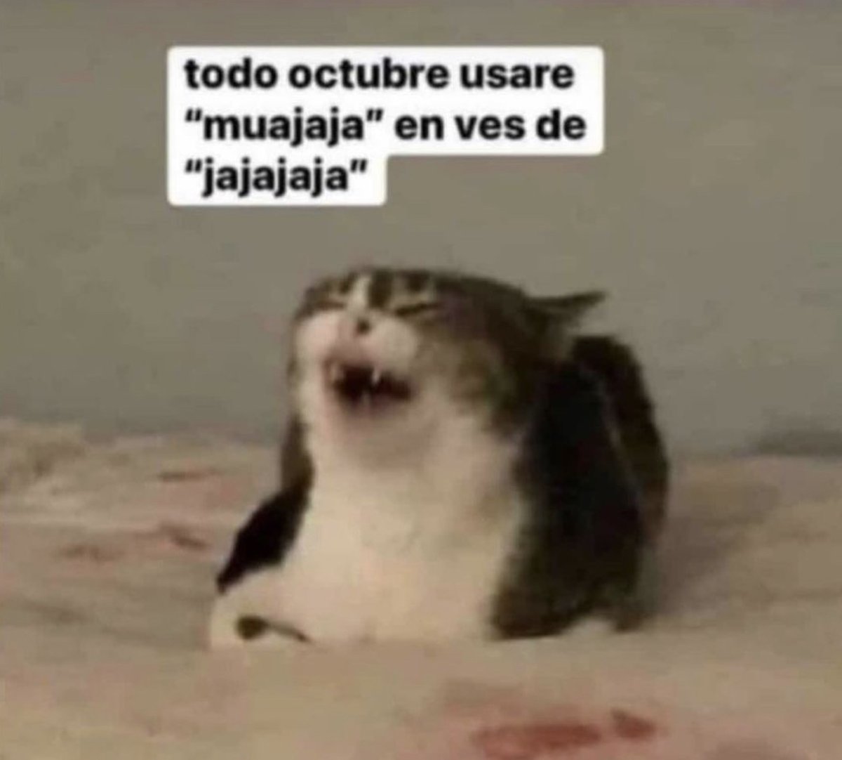 El Guarromántico (@guarromantico_) on Twitter photo 