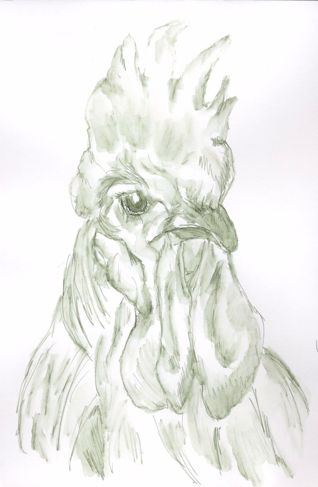 sheilasinghal's tweet image. Day 2 of Inktober and another sketch using J. Herbin's Vert Empire with cheap fine-point fountain pen and Derwent waterbrush.

#roosterdrawing #chickendrawing #jherbin #vertempire #inktober2023 #inkdrawing #greeninkdrawing