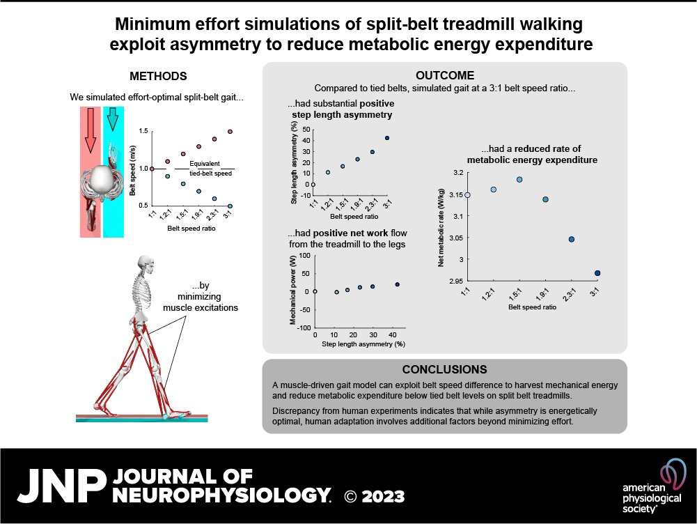 🔓🚶‍♀️#FreeArticleOfTheWeek ➡Minimum effort simulations of split-belt treadmill walking exploit asymmetry to reduce metabolic energy expenditure (Mark Price et al.)

🖱ow.ly/Q06S50PNQKU

@m_price_ @woutersinas @meghanehuber #MetabolicCost #Locomotion #MotorAdaptation