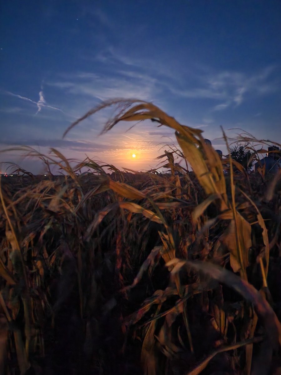 Could anything make <a href="/WyffelsHybrids/">Wyffels Hybrids</a> look any better? I'd say the harvest moon did the trick. #harvestwyffels
