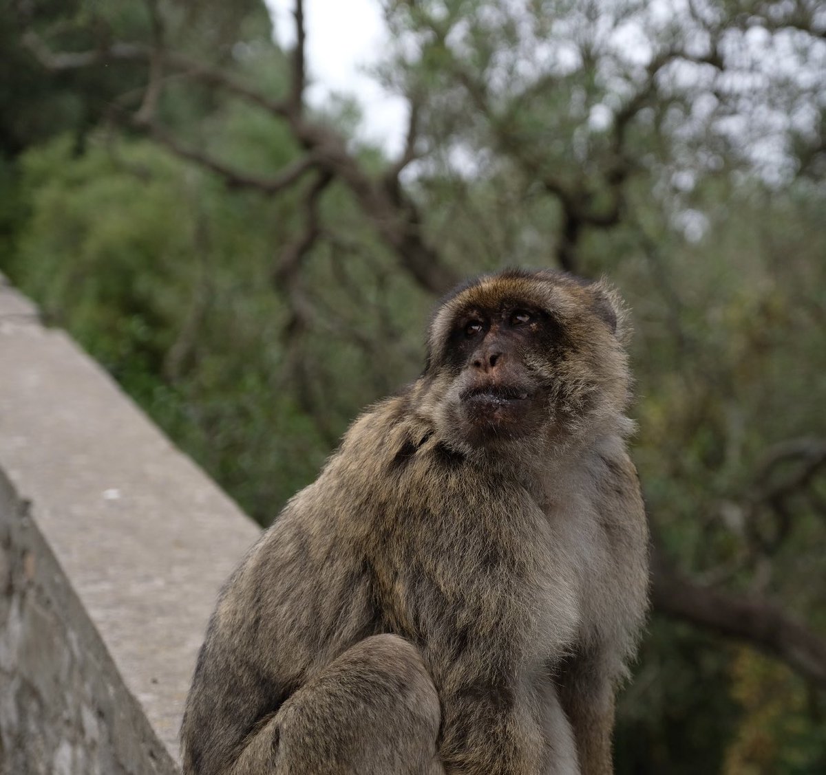 Coco, an adult, and high rank male from Royal Anglian Way troop 🐵

Mating season is soon approaching, which means that males will be dispersing from their natal groups. 

Looking forward to tracking some of their movements #barbarymacaques #primates #phdresearch #gibraltar