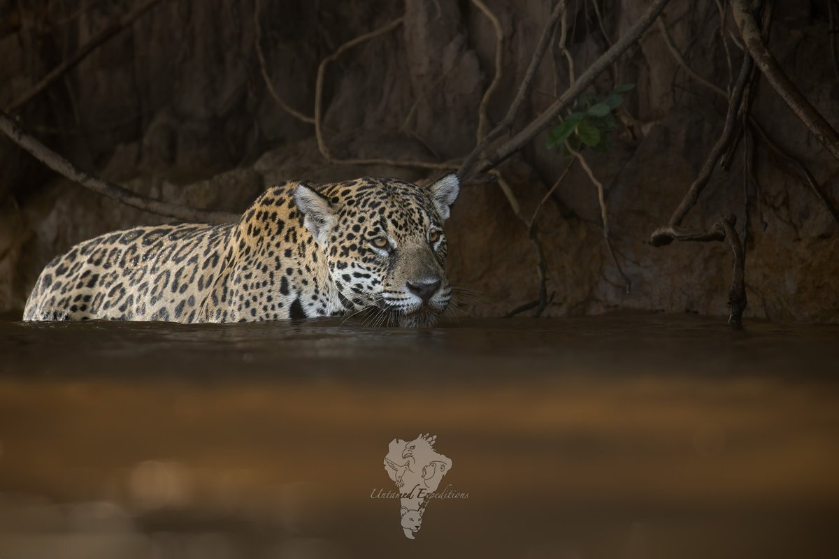 UntamedExp's tweet photo. Sharing a few more of our Jaguars of Pantanal photos from our trips this year.

Untamed Jaguars of Pantanal Expeditions
https://t.co/KOtI0JEhb0
info@untamed-expeditions.com

#jaguarsofpantanal #twitterwildlifephotography #wildlifephotography https://t.co/zqrS0tjNVU
