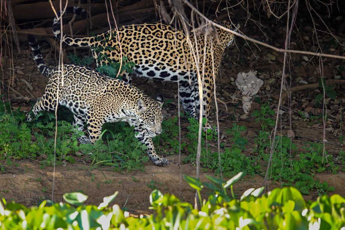 UntamedExp's tweet photo. Sharing a few more of our Jaguars of Pantanal photos from our trips this year.

Untamed Jaguars of Pantanal Expeditions
https://t.co/KOtI0JEhb0
info@untamed-expeditions.com

#jaguarsofpantanal #twitterwildlifephotography #wildlifephotography https://t.co/zqrS0tjNVU