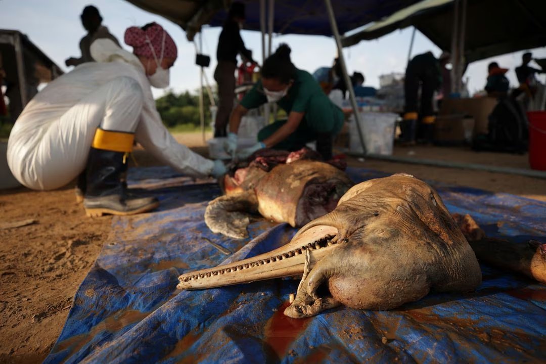 jakespring's tweet photo. Extreme heat and drought could have killed 100+ endangered Amazon river dolphins, scientists suspect. 

Some grisly original photos taken by Reuters' Bruno Kelly who went to the scene, more here:
https://t.co/Bb8EuPuaCn https://t.co/IroUXXDFrS