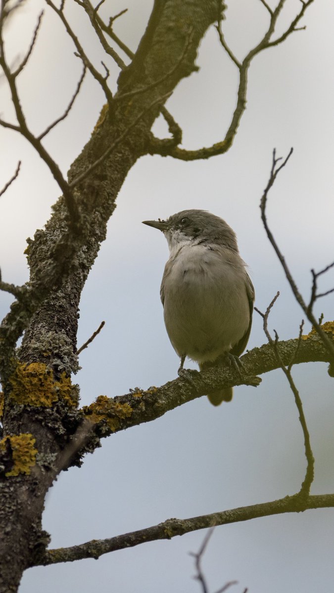 besimd97's tweet photo. Photographing birds is not easy.
•

#wildlife #wildlifephotography #birds #bird #nature #naturelover #tree #trees #eyes #subject #color #x #creative #content #photography #photosociety #photo https://t.co/JVCBhjXd6L