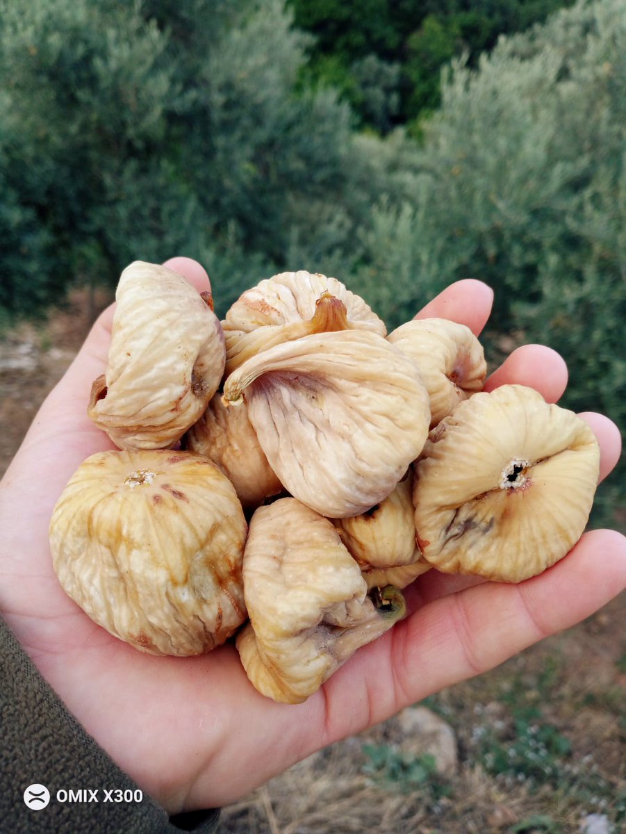 BolGda1's tweet photo. İDDALIYIZ BÖYLESİNİ TATMADINIZ

BAHÇEMİZDEN SOFRANIZA

AYDIN DAĞ İNCİRİMİZ 

HER BÜTÇEYE UYGUN ÇEŞİTLER 

😋😋😋😋😋😋😋😋😋😋😋

#İncir #kalite https://t.co/VIB7ZAyDB8