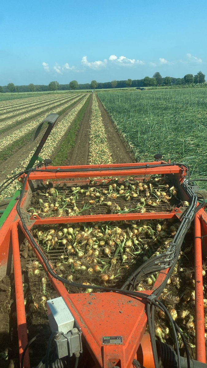 marijnjd's tweet photo. Eerste uien op 21 juni gerooid, laatste uien op 2 oktober geladen! Mooi seizoen weer! #oogst23 #akker #agrifoto #uien #juun #onions https://t.co/1aAx8MtXCX