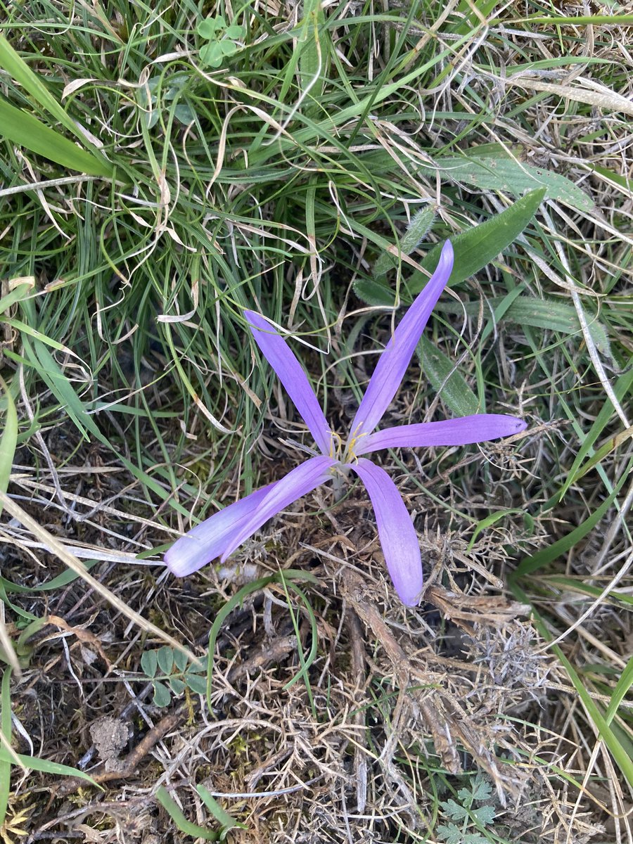 BotanyRoger's tweet photo. @ValledeCamaleno Hoy, creo que encontré quitameriendas y azafrán de otoño. ¿Correcto? I think I found both false Meadow saffron and autumn crocus. Both look similar but can be distinguished in these photos https://t.co/BKFoMLsvkH
