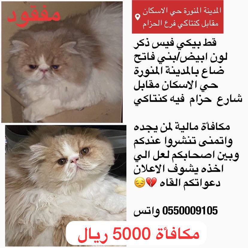 #قطط_مفقودة  
من الخاص انشروها فضـلاً